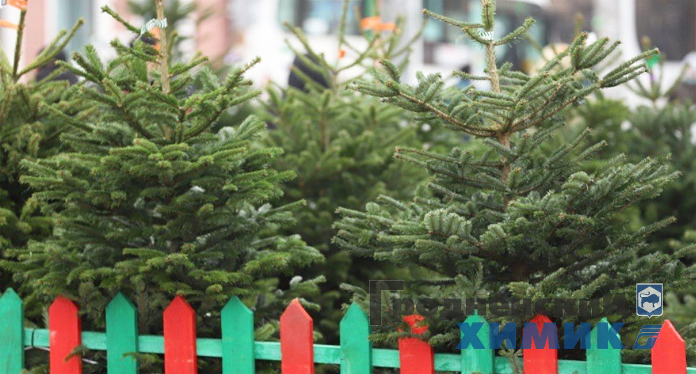 Начинают работать ёлочные базары